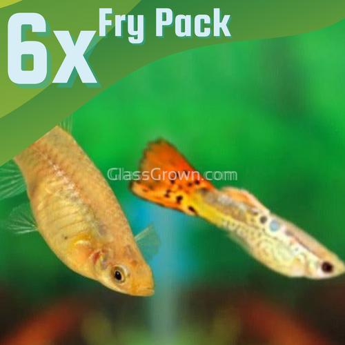 Blonde Cobra Mosaic Guppy 6 Fry Pack-Live Animals-Glass Grown-Glass Grown Aquatics-Aquarium live fish plants, decor