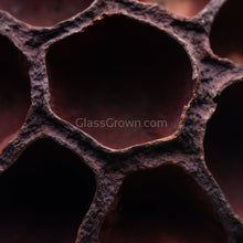 Load image into Gallery viewer, Dried Lotus Pods 3 Pack-Aquarium Decor-Glass Grown Aquatics-Small (Under 3&quot; - 3 Pack)-Glass Grown Aquatics-Aquarium live fish plants, decor
