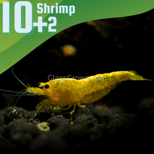 Load image into Gallery viewer, Goldenback Yellow Dwarf Shrimp 10+ Pack-Live Animals-Glass Grown-10x-Glass Grown Aquatics-Aquarium live fish plants, decor
