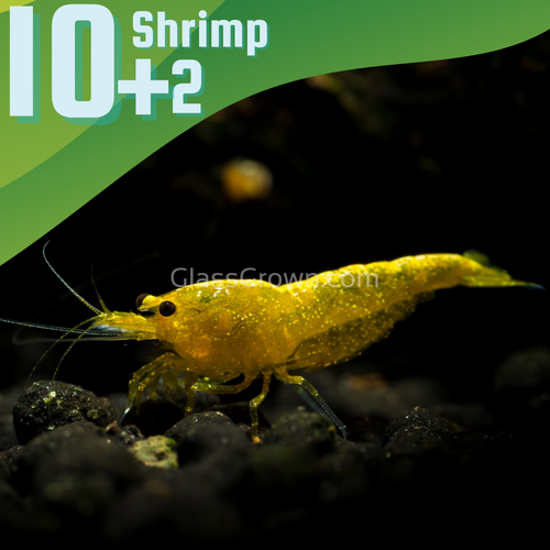 Goldenback Yellow Dwarf Shrimp 10+ Pack-Live Animals-Glass Grown-10x-Glass Grown Aquatics-Aquarium live fish plants, decor