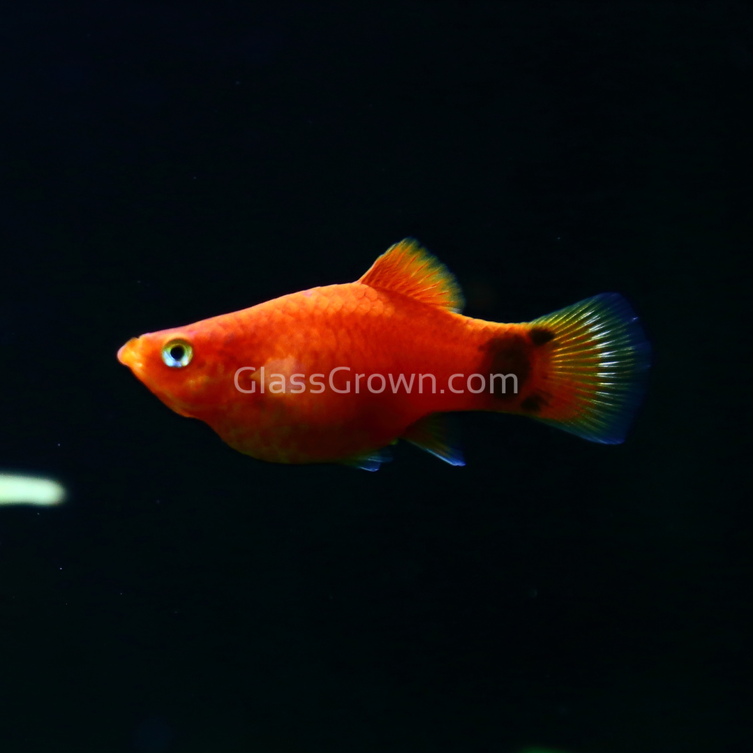 Adding Red Wag Platy to a Cycled 29-Gallon Tank Adding Red Wag Platy to a Cycled 29-Gallon Tank