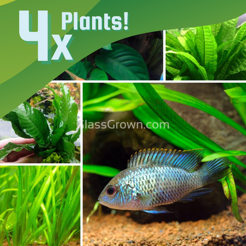 Cichlid Plant Bundle (4 Plants)-Aquatic Plants-Glass Grown Aquatics-Glass Grown Aquatics-Aquarium live fish plants, decor