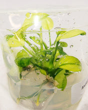 Load image into Gallery viewer, Tissue Culture Anubias Pinto-Aquatic Plants-Glass Grown-Glass Grown Aquatics-Aquarium live fish plants, decor
