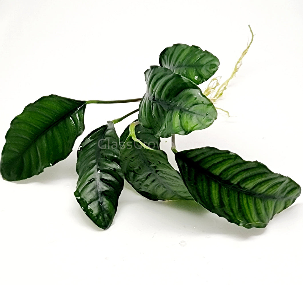 Anubias Coffeefolia-Aquatic Plants-Glass Grown-Glass Grown Aquatics-Aquarium live fish plants, decor