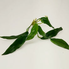 Load image into Gallery viewer, Anubias Lanceolata-Aquatic Plants-Glass Grown-Glass Grown Aquatics-Aquarium live fish plants, decor
