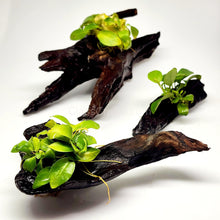 Load image into Gallery viewer, Driftwood Anubias-Aquatic Plants-Glass Grown-Glass Grown Aquatics-Aquarium live fish plants, decor
