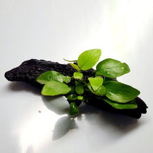 Load image into Gallery viewer, Driftwood Anubias-Aquatic Plants-Glass Grown-Glass Grown Aquatics-Aquarium live fish plants, decor
