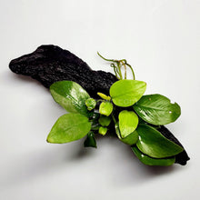 Load image into Gallery viewer, Driftwood Anubias-Aquatic Plants-Glass Grown-Glass Grown Aquatics-Aquarium live fish plants, decor
