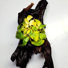 Load image into Gallery viewer, Driftwood Anubias-Aquatic Plants-Glass Grown-Glass Grown Aquatics-Aquarium live fish plants, decor
