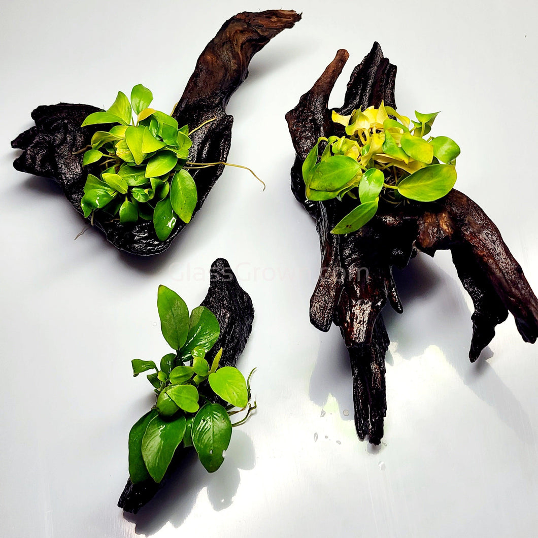 Driftwood Anubias-Aquatic Plants-Glass Grown-Glass Grown Aquatics-Aquarium live fish plants, decor