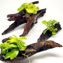 Load image into Gallery viewer, Driftwood Anubias-Aquatic Plants-Glass Grown-Glass Grown Aquatics-Aquarium live fish plants, decor
