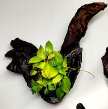 Load image into Gallery viewer, Driftwood Anubias-Aquatic Plants-Glass Grown-Glass Grown Aquatics-Aquarium live fish plants, decor
