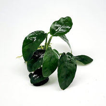 Load image into Gallery viewer, Anubias Nana-Aquatic Plants-Glass Grown-Glass Grown Aquatics-Aquarium live fish plants, decor
