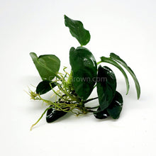 Load image into Gallery viewer, Anubias Nana-Aquatic Plants-Glass Grown-Glass Grown Aquatics-Aquarium live fish plants, decor
