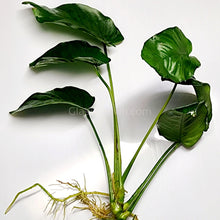 Load image into Gallery viewer, Anubias Nana Mother-Aquatic Plants-Glass Grown-Glass Grown Aquatics-Aquarium live fish plants, decor
