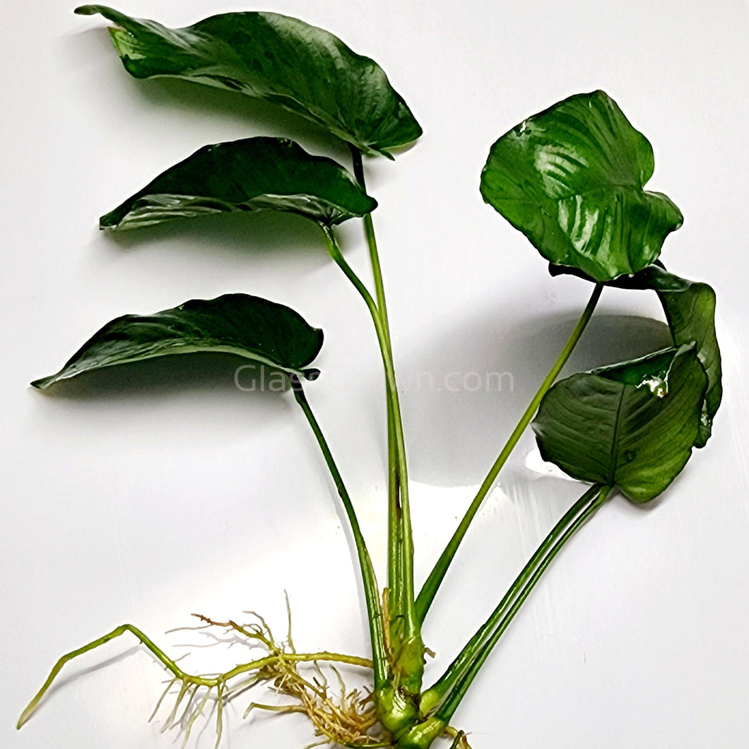 Anubias Nana Mother-Aquatic Plants-Glass Grown-Glass Grown Aquatics-Aquarium live fish plants, decor