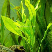 Load image into Gallery viewer, Amazon Sword 3-10 Pots-Aquatic Plants-Glass Grown-pack of 3 pots-Glass Grown Aquatics-Aquarium live fish plants, decor
