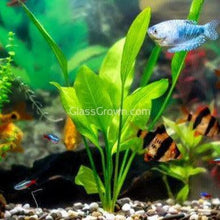 Load image into Gallery viewer, Amazon Sword 3-10 Pots-Aquatic Plants-Glass Grown-pack of 3 pots-Glass Grown Aquatics-Aquarium live fish plants, decor
