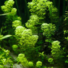 Load image into Gallery viewer, Mystery Bunch plant-Aquatic Plants-Glass Grown Aquatics-Single-Glass Grown Aquatics-Aquarium live fish plants, decor
