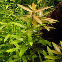 Load image into Gallery viewer, 1 CENT SAMPLE Mystery Red Stem Plant-Aquatic Plants-Glass Grown Aquatics-Glass Grown Aquatics-Aquarium live fish plants, decor
