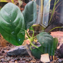 Load image into Gallery viewer, Anubias Coffeefolia-Aquatic Plants-Glass Grown-Glass Grown Aquatics-Aquarium live fish plants, decor
