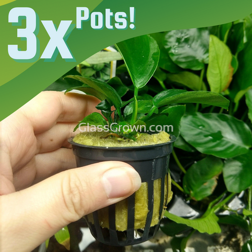 Anubias Barteri 3-10 Pots-Aquatic Plants-Glass Grown-3x Pots-Glass Grown Aquatics-Aquarium live fish plants, decor