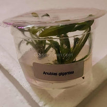 Load image into Gallery viewer, Tissue Culture Anubias Barteri &#39;Gigantea&#39;-Aquatic Plants-Glass Grown-Glass Grown Aquatics-Aquarium live fish plants, decor
