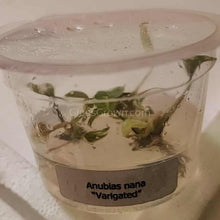 Load image into Gallery viewer, Tissue Culture Anubias Nana &quot;Variegated&quot;-Aquatic Plants-Glass Grown Aquatics-Glass Grown Aquatics-Aquarium live fish plants, decor
