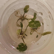 Load image into Gallery viewer, Tissue Culture Anubias Nana &quot;Variegated&quot;-Aquatic Plants-Glass Grown Aquatics-Glass Grown Aquatics-Aquarium live fish plants, decor
