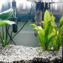 Load image into Gallery viewer, Amazon Sword 3-10 Pots-Aquatic Plants-Glass Grown-pack of 3 pots-Glass Grown Aquatics-Aquarium live fish plants, decor
