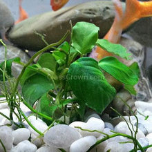 Load image into Gallery viewer, Potted Anubias Nana-Aquatic Plants-Glass Grown-Glass Grown Aquatics-Aquarium live fish plants, decor
