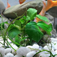 Anubias Nana-Aquatic Plants-Glass Grown-Potted-Glass Grown Aquatics-Aquarium live fish plants, decor