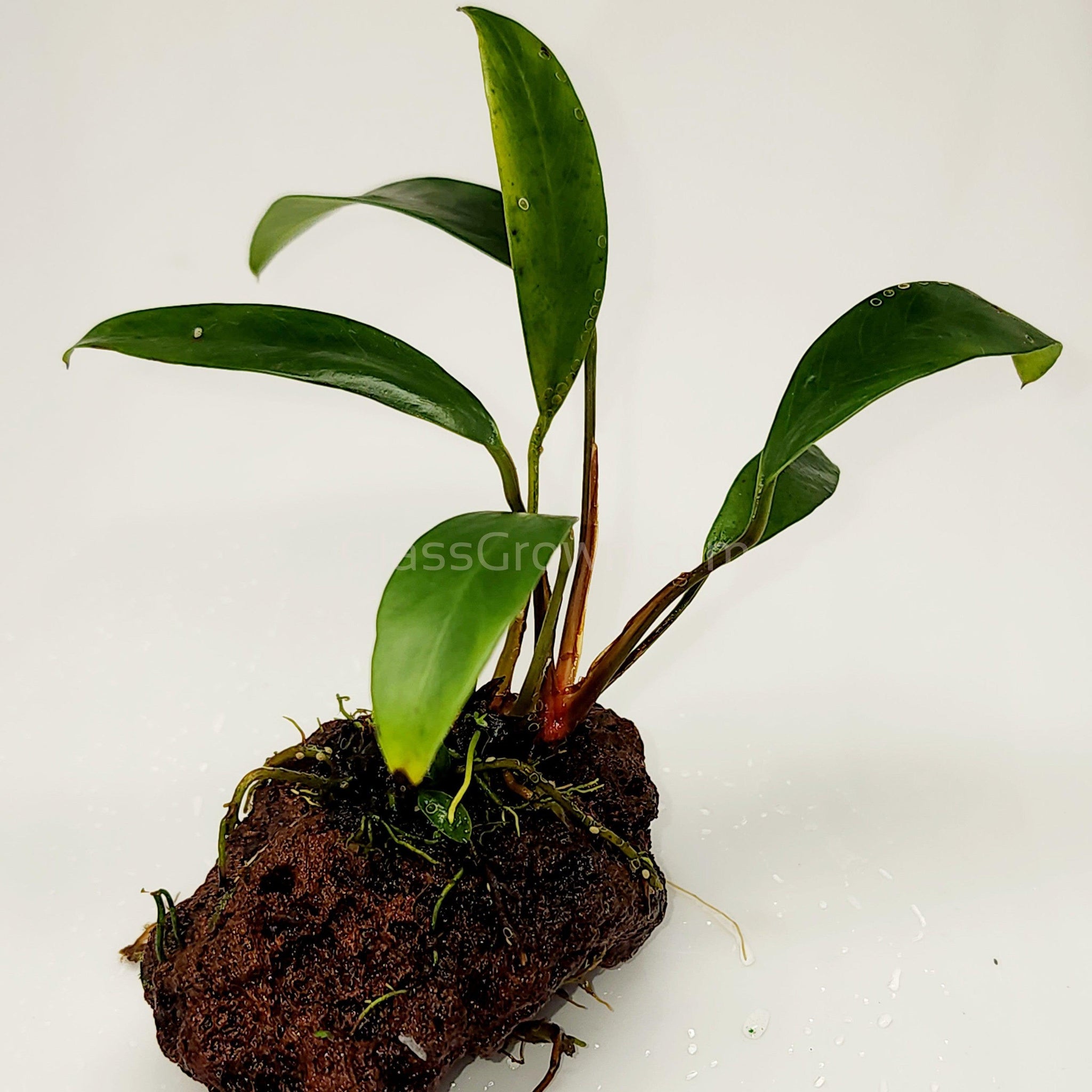 lava rock for potted plants Lava Rock Anubias – Low Light Aquarium Plant