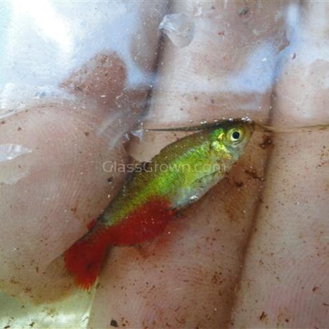 Rathburn's Bloodfin Tetra 6 Pack-Live Animals-Glass Grown Aquatics-School of 6-Glass Grown Aquatics-Aquarium live fish plants, decor