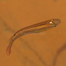 Load image into Gallery viewer, Blue Panchax Killifish 6 Pack-Live Animals-Glass Grown Aquatics-School of 6-Glass Grown Aquatics-Aquarium live fish plants, decor
