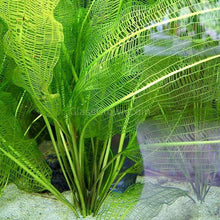 Load image into Gallery viewer, Madagascar Lace Bulb-Aquatic Plants-Glass Grown-Glass Grown Aquatics-Aquarium live fish plants, decor
