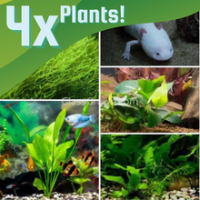 Load image into Gallery viewer, Axolotl Lower Light Plant Bundle w/ Java (4 plants)-Aquatic Plants-Glass Grown-Single Pack (4 plants)-Ten Root Tabs-Glass Grown Aquatics-Aquarium live fish plants, decor
