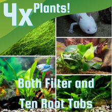 Load image into Gallery viewer, Axolotl Lower Light Plant Bundle w/ Java (4 plants)-Aquatic Plants-Glass Grown-Single Pack (4 plants)-Both Plant and Tabs-Glass Grown Aquatics-Aquarium live fish plants, decor
