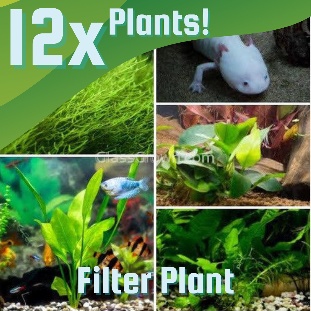Aquarium plant bundle sales