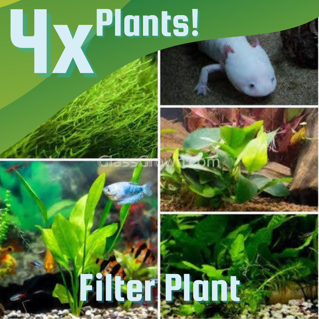 Axolotl Lower Light Plant Bundle w/ Java (4 plants)-Aquatic Plants-Glass Grown-Single Pack (4 plants)-Filter Plant-Glass Grown Aquatics-Aquarium live fish plants, decor