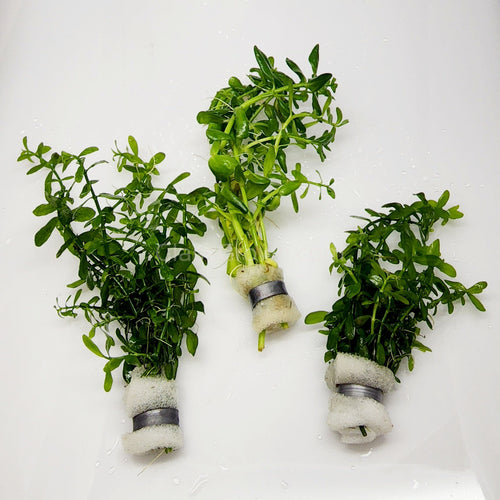 Bunch Moneywort-Aquatic Plants-Glass Grown-Glass Grown Aquatics-Aquarium live fish plants, decor