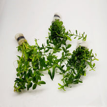Load image into Gallery viewer, Bunch Moneywort-Aquatic Plants-Glass Grown-Glass Grown Aquatics-Aquarium live fish plants, decor

