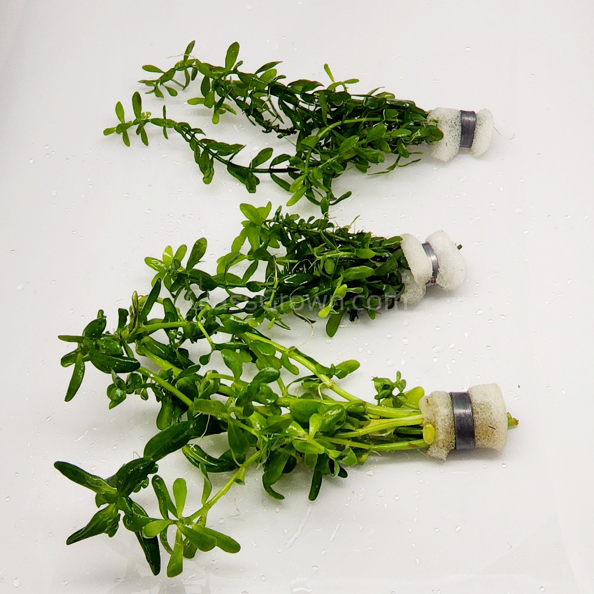 Bacopa Monnieri Aquarium Propagation