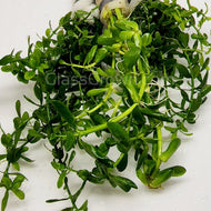 Bunch Moneywort (Bacopa Monnieri)-Aquatic Plants-Glass Grown-Potted-Glass Grown Aquatics-Aquarium live fish plants, decor