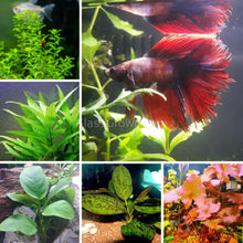 Load image into Gallery viewer, Betta Fish Low Light Plant Bundle (5 Plants)-Aquatic Plants-Glass Grown Aquatics-Glass Grown Aquatics-Aquarium live fish plants, decor
