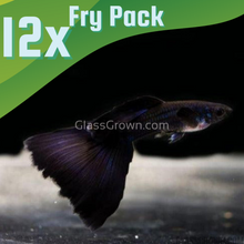 Load image into Gallery viewer, Black Moscow Guppy 12 Fry Pack-Live Animals-Glass Grown-Glass Grown Aquatics-Aquarium live fish plants, decor
