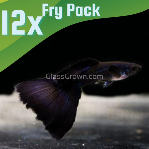 Black Moscow Guppy 12 Fry Pack-Live Animals-Glass Grown-Glass Grown Aquatics-Aquarium live fish plants, decor