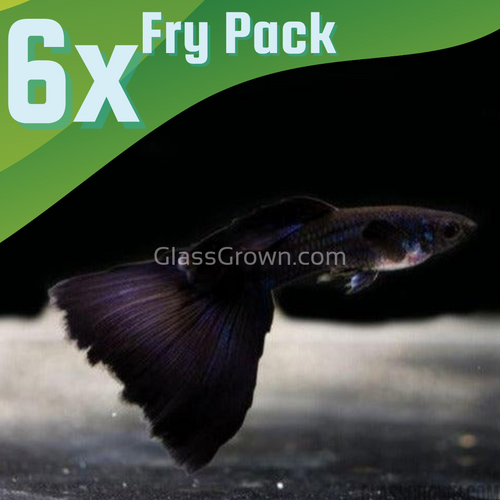 Black Moscow Guppy 6 Fry Pack-Live Animals-Glass Grown-Glass Grown Aquatics-Aquarium live fish plants, decor