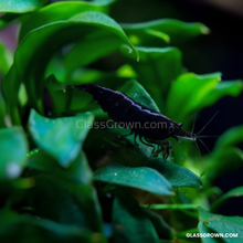 Load image into Gallery viewer, Axolotl Safe Low Light Aquarium Plant Bundle (6 Live Plants)-Aquatic Plants-Glass Grown-Glass Grown Aquatics-Aquarium live fish plants, decor
