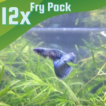 Load image into Gallery viewer, Blue Moscow Guppy 12 Fry Pack-Live Animals-Glass Grown-Glass Grown Aquatics-Aquarium live fish plants, decor
